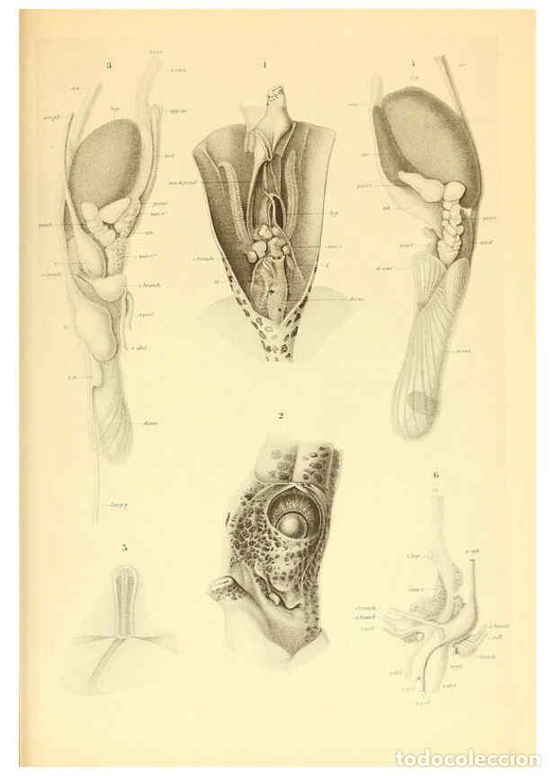 Coleccionismo de Revistas y Peri&oacute;dicos: Reproducci&oacute;n/Reproduction 6140277672: The Cephalopod. atlas Jerusalem :Israel Program for Scientific