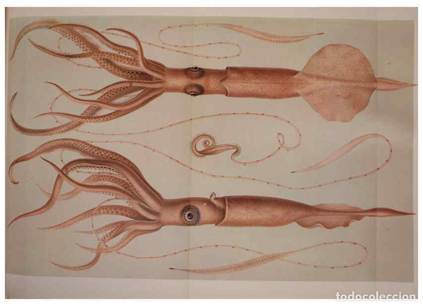 Coleccionismo de Revistas y Peri&oacute;dicos: Reproducci&oacute;n/Reproduction 6139727905: The Cephalopod. atlas Jerusalem :Israel Program for Scientific