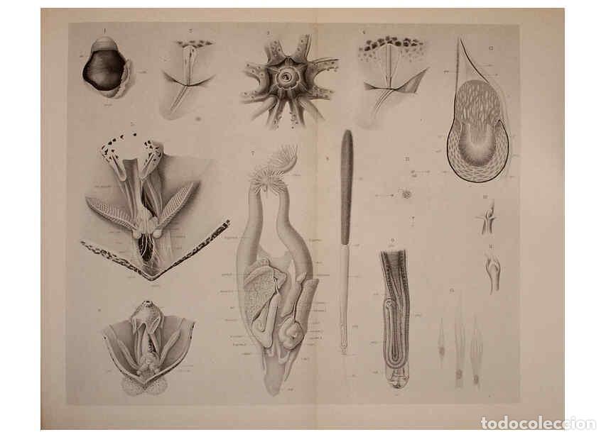 Coleccionismo de Revistas y Peri&oacute;dicos: Reproducci&oacute;n/Reproduction 6140275386: The Cephalopod. atlas Jerusalem :Israel Program for Scientific