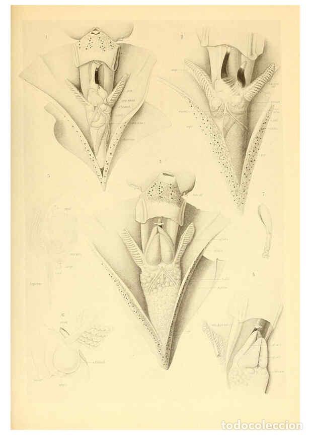 Coleccionismo de Revistas y Peri&oacute;dicos: Reproducci&oacute;n/Reproduction 6140272860: The Cephalopod. atlas Jerusalem :Israel Program for Scientific