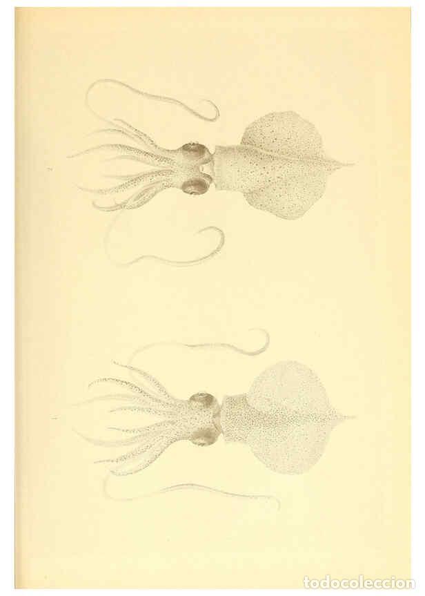 Coleccionismo de Revistas y Peri&oacute;dicos: Reproducci&oacute;n/Reproduction 6139726947: The Cephalopod. atlas Jerusalem :Israel Program for Scientific