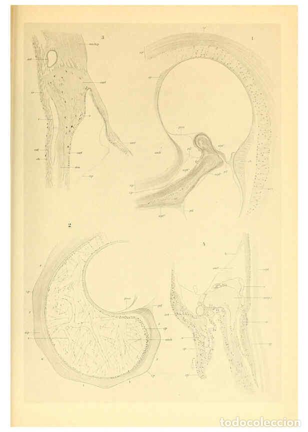 Coleccionismo de Revistas y Peri&oacute;dicos: Reproducci&oacute;n/Reproduction 6139735127: The Cephalopod. atlas Jerusalem :Israel Program for Scientific