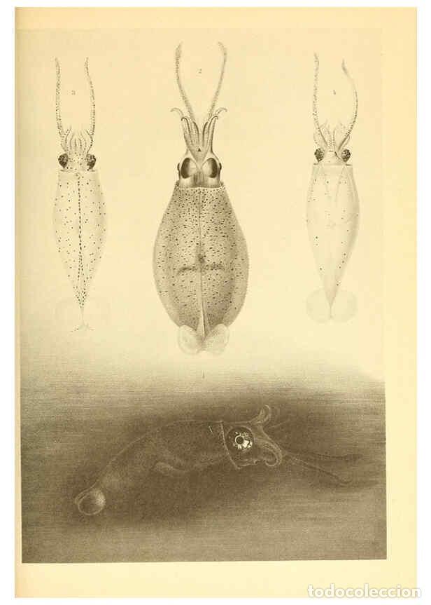 Coleccionismo de Revistas y Peri&oacute;dicos: Reproducci&oacute;n/Reproduction 6140280794: The Cephalopod. atlas Jerusalem :Israel Program for Scientific