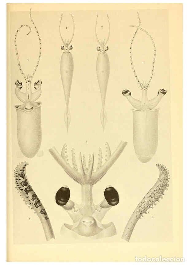 Coleccionismo de Revistas y Peri&oacute;dicos: Reproducci&oacute;n/Reproduction 6139731719: The Cephalopod. atlas Jerusalem :Israel Program for Scientific