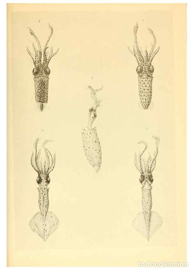 Coleccionismo de Revistas y Peri&oacute;dicos: Reproducci&oacute;n/Reproduction 6140277222: The Cephalopod. atlas Jerusalem :Israel Program for Scientific