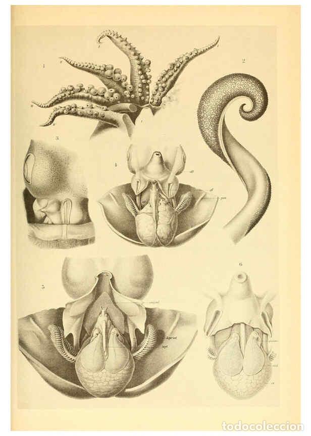 Coleccionismo de Revistas y Peri&oacute;dicos: Reproducci&oacute;n/Reproduction 6139732857: The Cephalopod. atlas Jerusalem :Israel Program for Scientific