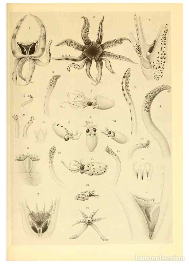 Coleccionismo de Revistas y Peri&oacute;dicos: Reproducci&oacute;n/Reproduction 6139722521: The Cephalopod. atlas Jerusalem :Israel Program for Scientific