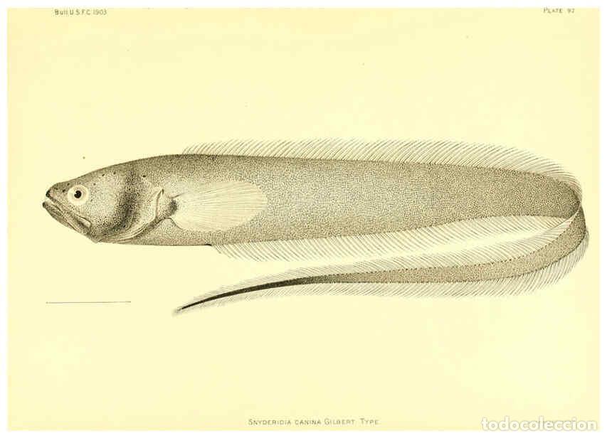 Coleccionismo de Revistas y Peri&oacute;dicos: Reproducci&oacute;n/Reproduction 6129733761: The deep-sea fishes [of the Hawaiian Islands] Washington,Govt.