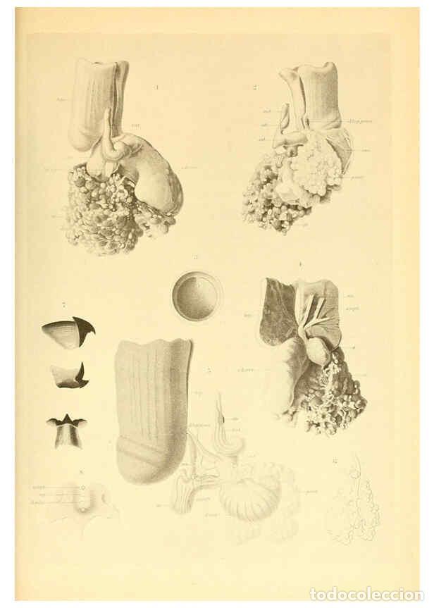 Coleccionismo de Revistas y Peri&oacute;dicos: Reproducci&oacute;n/Reproduction 6140284874: The Cephalopod. atlas Jerusalem :Israel Program for Scientific