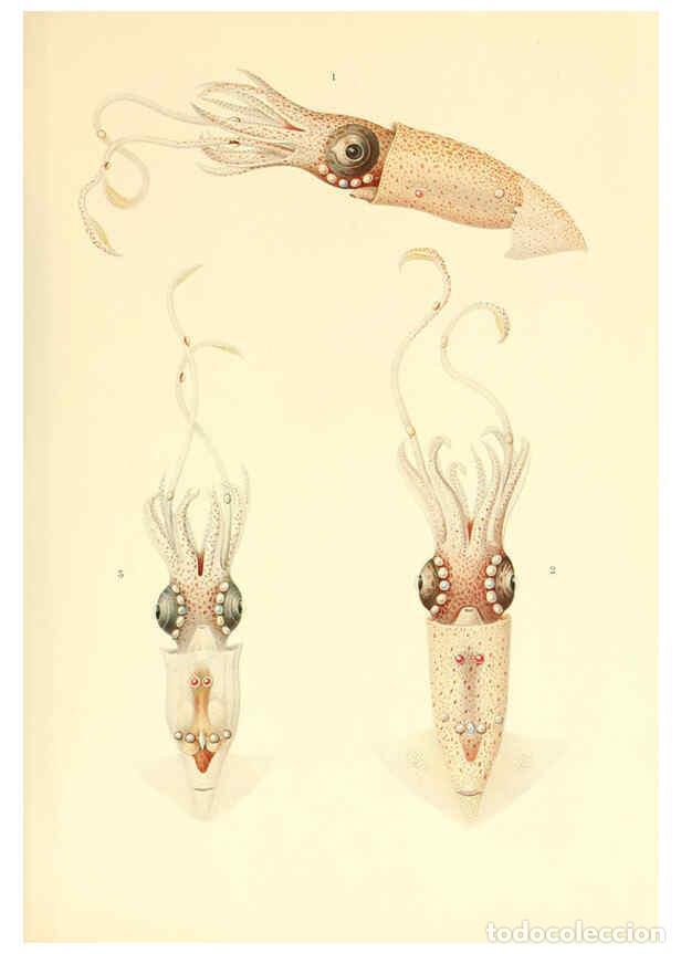 Coleccionismo de Revistas y Peri&oacute;dicos: Reproducci&oacute;n/Reproduction 6139719933: The Cephalopod. atlas Jerusalem :Israel Program for Scientific