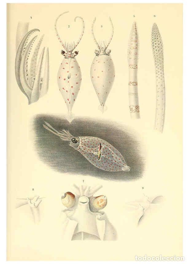 Coleccionismo de Revistas y Peri&oacute;dicos: Reproducci&oacute;n/Reproduction 6139730625: The Cephalopod. atlas Jerusalem :Israel Program for Scientific