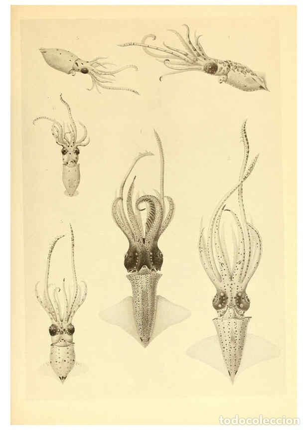 Coleccionismo de Revistas y Peri&oacute;dicos: Reproducci&oacute;n/Reproduction 6139721179: The Cephalopod. atlas Jerusalem :Israel Program for Scientific