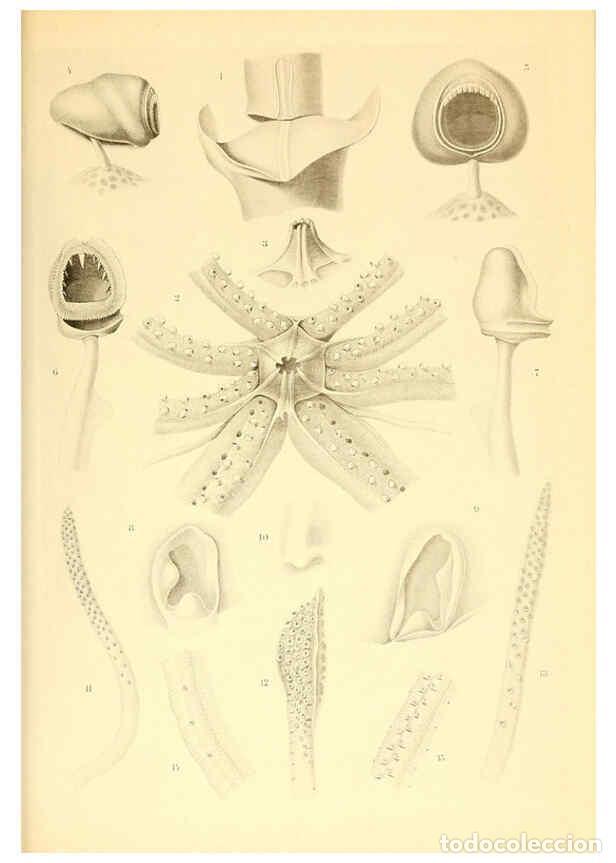 Coleccionismo de Revistas y Peri&oacute;dicos: Reproducci&oacute;n/Reproduction 6140279138: The Cephalopod. atlas Jerusalem :Israel Program for Scientific
