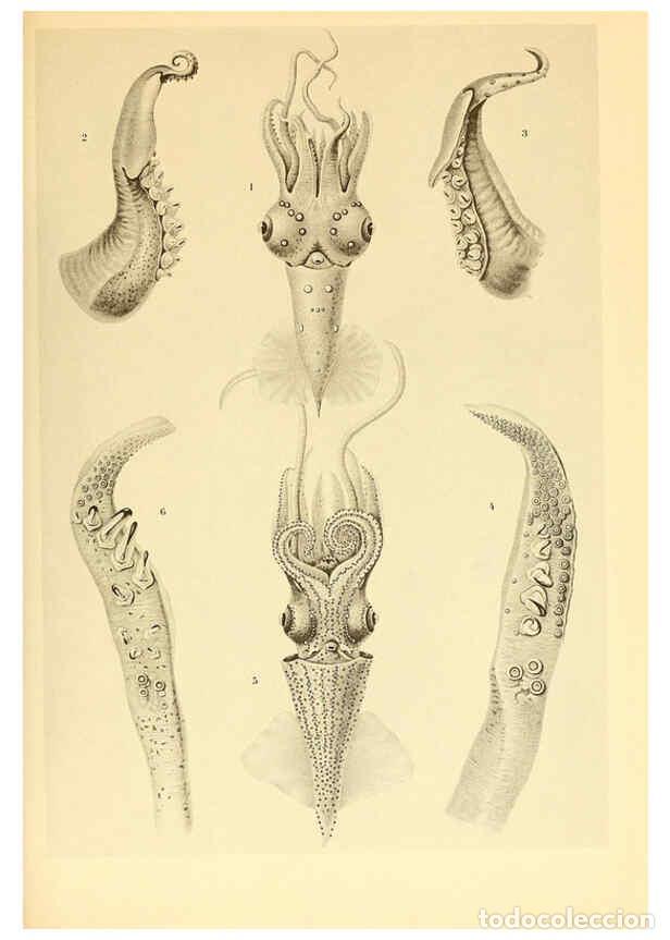 Colecionismo de Revistas e Jornais: Reproducci&oacute;n/Reproduction 6139722203: The Cephalopod. atlas Jerusalem :Israel Program for Scientific