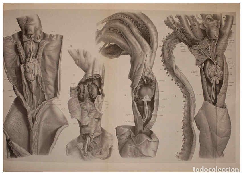 Collection Magazines and Newspapers: Reproducci&oacute;n/Reproduction 6140279896: The Cephalopod. atlas Jerusalem :Israel Program for Scientific