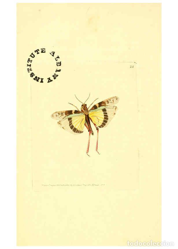 Collection Magazines and Newspapers: Reproducci&oacute;n/Reproduction 6127570738: The zoological miscellany. v.1. London :Printed by B. McMillan