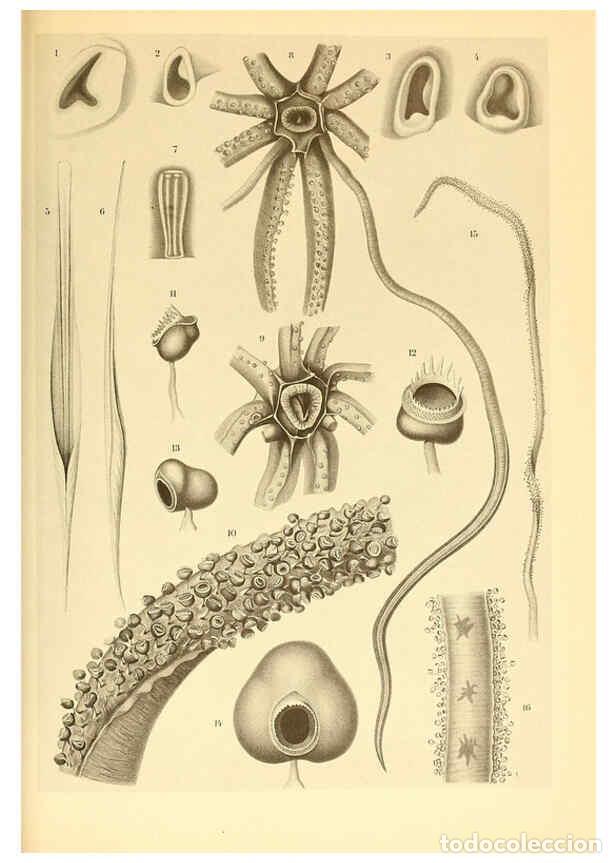 Collection Magazines and Newspapers: Reproducci&oacute;n/Reproduction 6140278204: The Cephalopod. atlas Jerusalem :Israel Program for Scientific