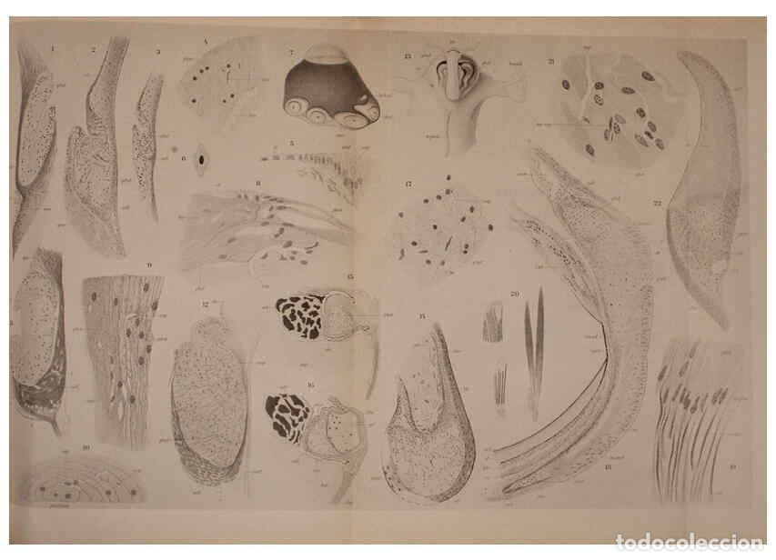 Collection Magazines and Newspapers: Reproducci&oacute;n/Reproduction 6140283158: The Cephalopod. atlas Jerusalem :Israel Program for Scientific