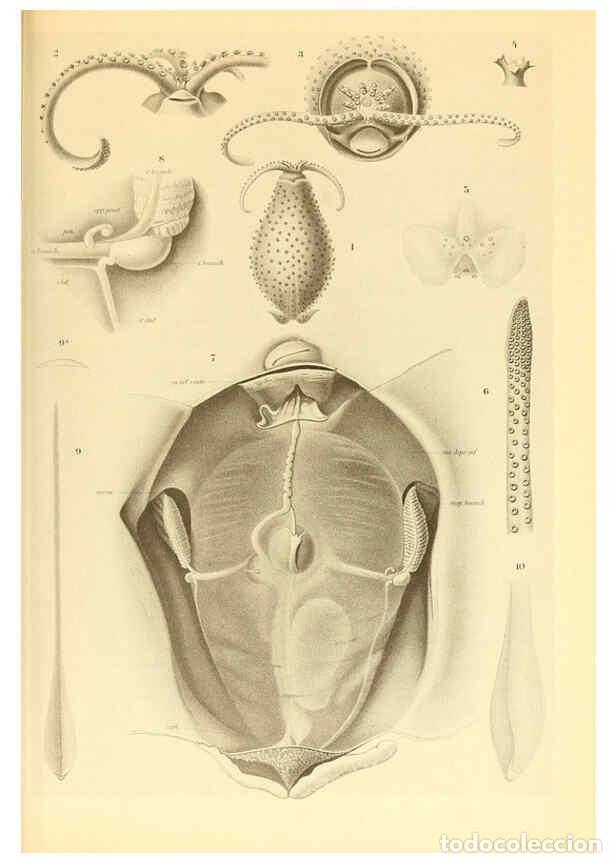 Collection Magazines and Newspapers: Reproducci&oacute;n/Reproduction 6140280952: The Cephalopod. atlas Jerusalem :Israel Program for Scientific