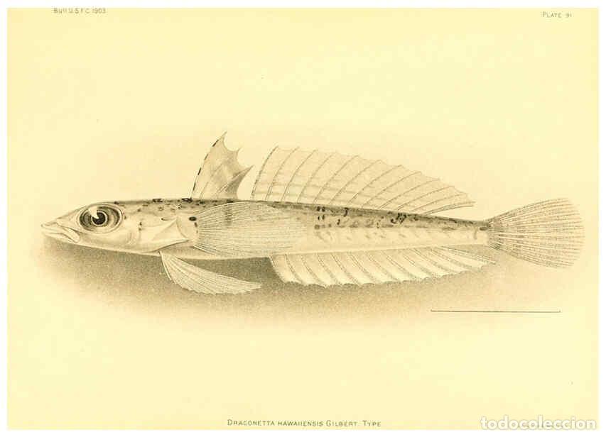 Collection Magazines and Newspapers: Reproducci&oacute;n/Reproduction 6130283558: The deep-sea fishes [of the Hawaiian Islands] Washington,Govt.