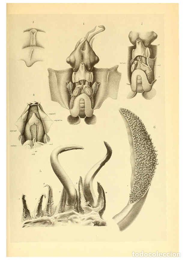 Collection Magazines and Newspapers: Reproducci&oacute;n/Reproduction 6139733211: The Cephalopod. atlas Jerusalem :Israel Program for Scientific