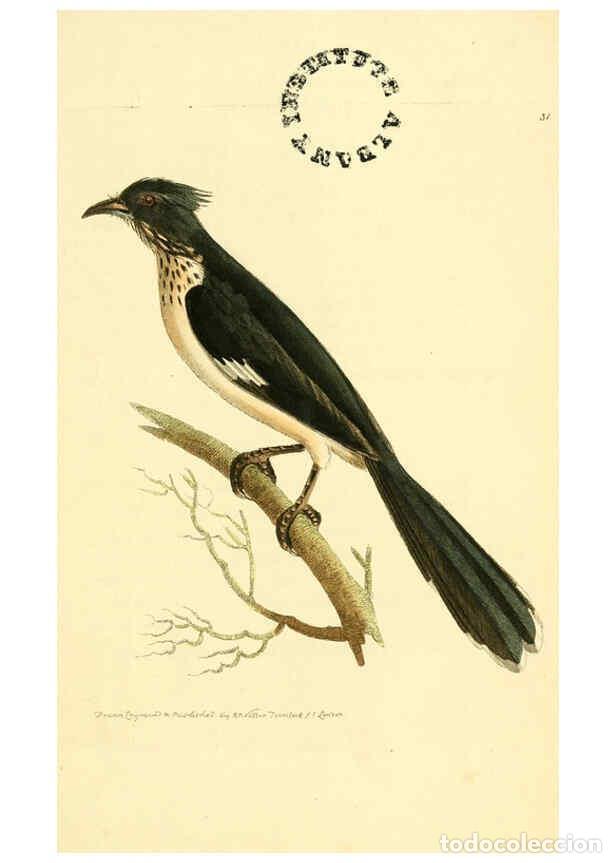 Collection Magazines and Newspapers: Reproducci&oacute;n/Reproduction 6127024529: The zoological miscellany. v.1. London :Printed by B. McMillan