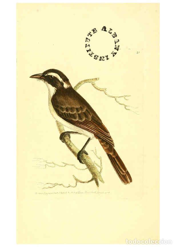 Collection Magazines and Newspapers: Reproducci&oacute;n/Reproduction 6127021817: The zoological miscellany. v.1. London :Printed by B. McMillan