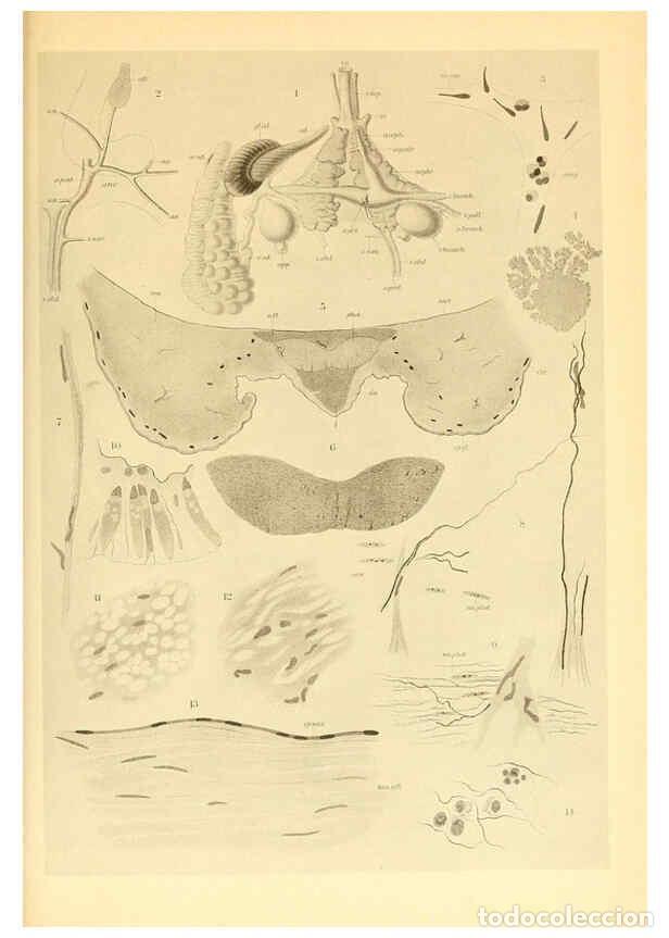 Collection Magazines and Newspapers: Reproducci&oacute;n/Reproduction 6139734675: The Cephalopod. atlas Jerusalem :Israel Program for Scientific