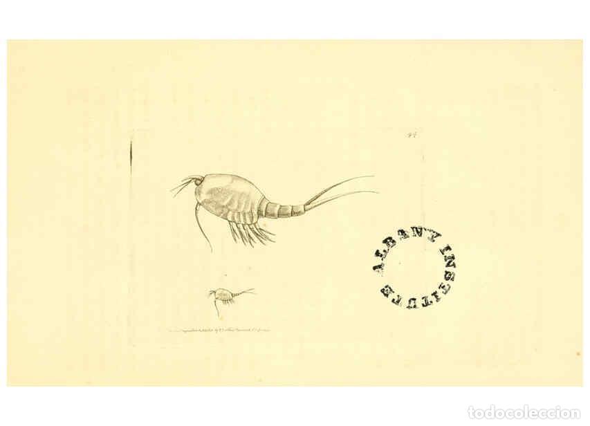 Collection Magazines and Newspapers: Reproducci&oacute;n/Reproduction 6127028327: The zoological miscellany. v.1. London :Printed by B. McMillan