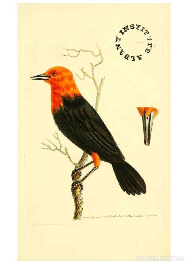 Collection Magazines and Newspapers: Reproducci&oacute;n/Reproduction 6127025875: The zoological miscellany. v.1. London :Printed by B. McMillan