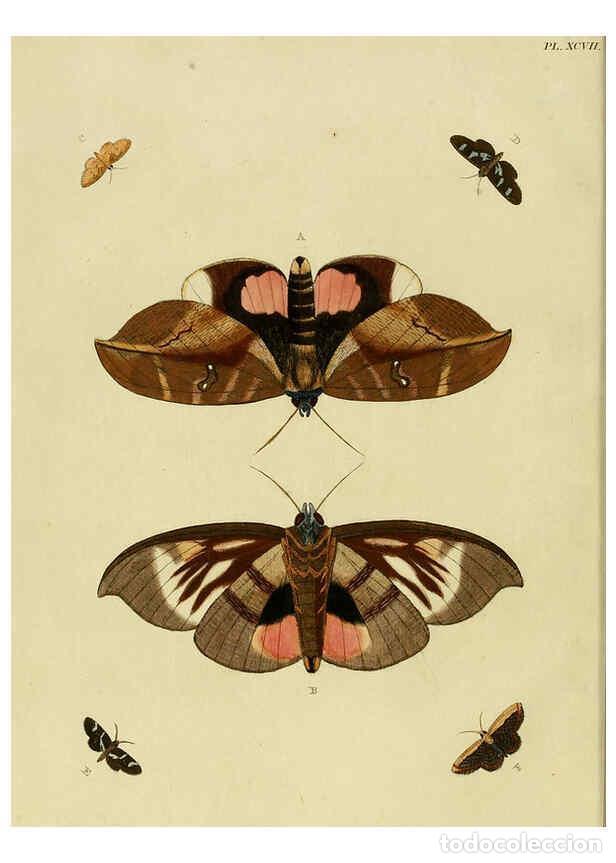 Collection Magazines and Newspapers: Reproducci&oacute;n/Reproduction 6127232603: De uitlandsche kapellen. v.2. A Amsteldam :Chez Barthelmy Wild