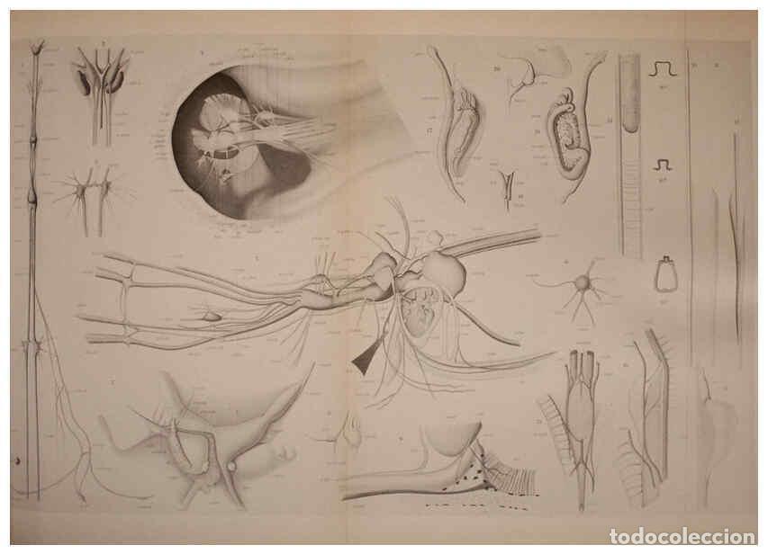 Collection Magazines and Newspapers: Reproducci&oacute;n/Reproduction 6139728507: The Cephalopod. atlas Jerusalem :Israel Program for Scientific