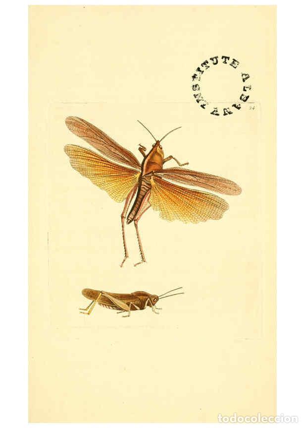 Collection Magazines and Newspapers: Reproducci&oacute;n/Reproduction 6127022793: The zoological miscellany. v.1. London :Printed by B. McMillan