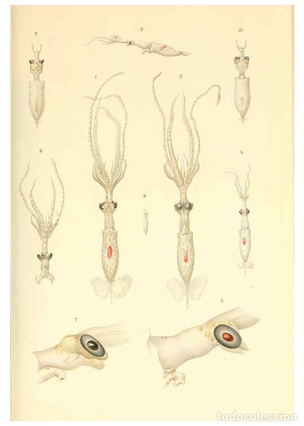 Collection Magazines and Newspapers: Reproducci&oacute;n/Reproduction 6139729331: The Cephalopod. atlas Jerusalem :Israel Program for Scientific