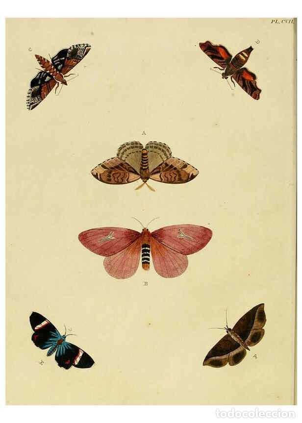 Collection Magazines and Newspapers: Reproducci&oacute;n/Reproduction 6127235311: De uitlandsche kapellen. v.2. A Amsteldam :Chez Barthelmy Wild