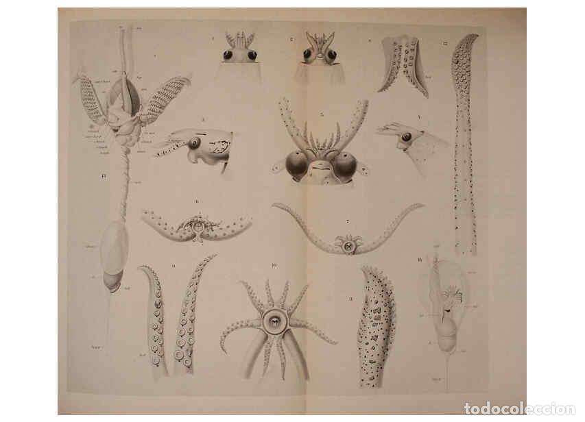 Collection Magazines and Newspapers: Reproducci&oacute;n/Reproduction 6139730225: The Cephalopod. atlas Jerusalem :Israel Program for Scientific