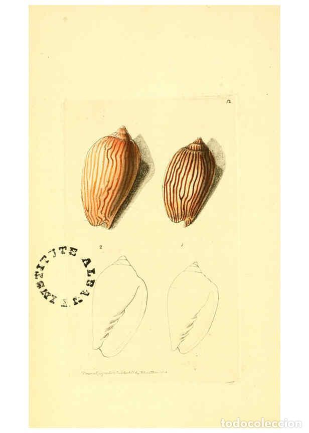 Collection Magazines and Newspapers: Reproducci&oacute;n/Reproduction 6127566464: The zoological miscellany. v.1. London :Printed by B. McMillan