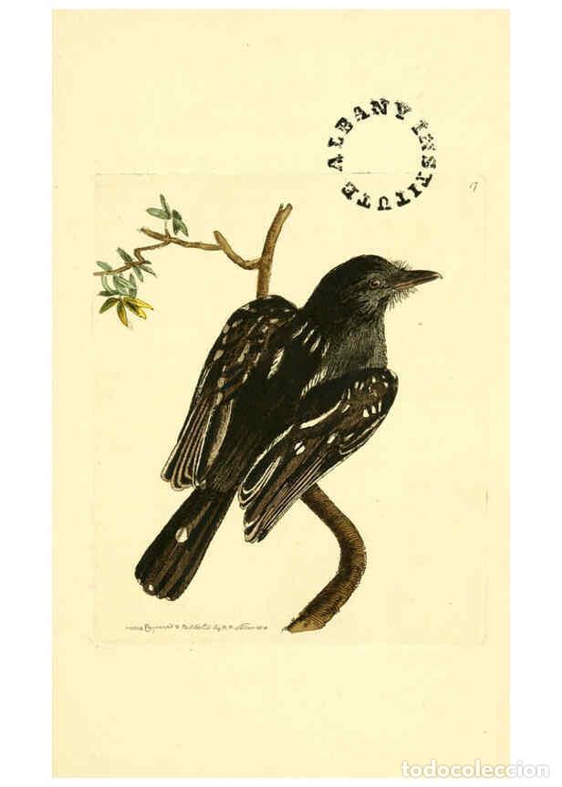 Collection Magazines and Newspapers: Reproducci&oacute;n/Reproduction 6127568214: The zoological miscellany. v.1. London :Printed by B. McMillan