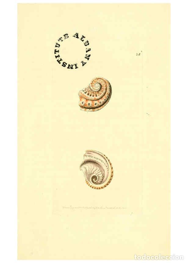 Collection Magazines and Newspapers: Reproducci&oacute;n/Reproduction 6127023765: The zoological miscellany. v.1. London :Printed by B. McMillan