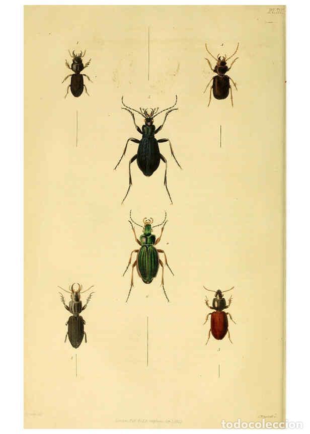 Collection Magazines and Newspapers: Reproducci&oacute;n/Reproduction 6127600078: Illustrations of British entomology. v.5. London:Printed for t