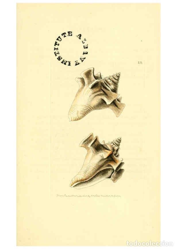 Collection Magazines and Newspapers: Reproducci&oacute;n/Reproduction 6127022167: The zoological miscellany. v.1. London :Printed by B. McMillan