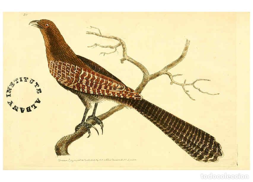 Collection Magazines and Newspapers: Reproducci&oacute;n/Reproduction 6127577938: The zoological miscellany. v.1. London :Printed by B. McMillan