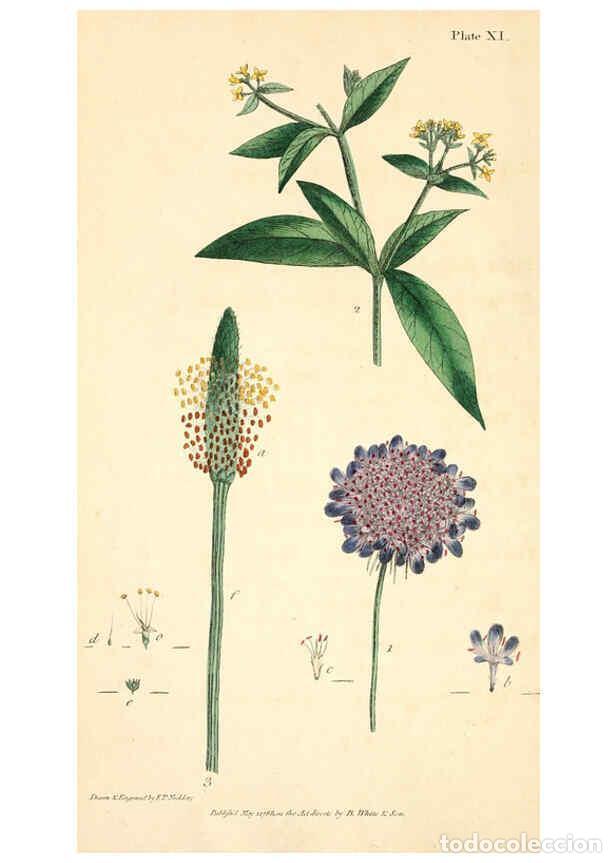 Colecionismo de Revistas e Jornais: Reproducci&oacute;n/Reproduction 6126698629: Thirty-eight plates, with explanations London :J. White,1799 -