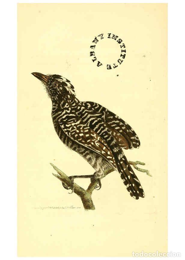 Collection Magazines and Newspapers: Reproducci&oacute;n/Reproduction 6127567998: The zoological miscellany. v.1. London :Printed by B. McMillan