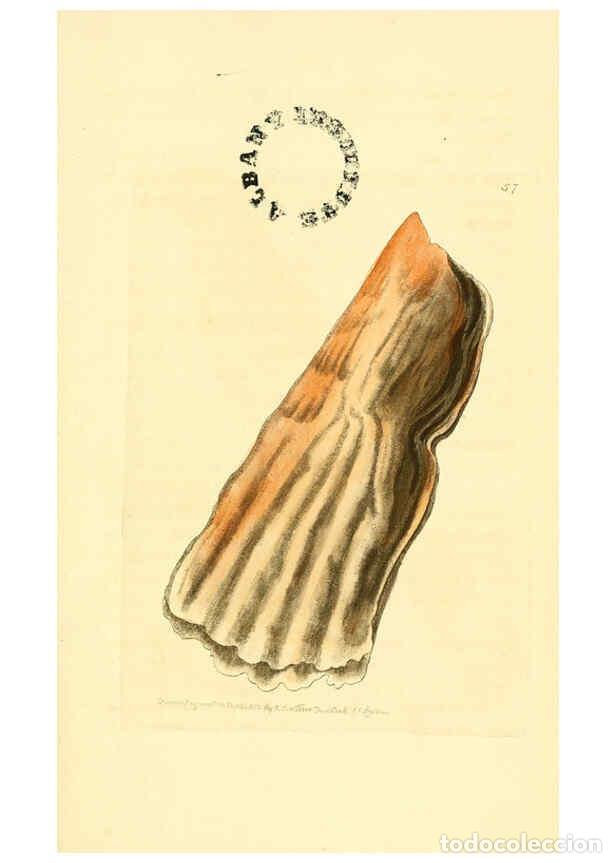 Collection Magazines and Newspapers: Reproducci&oacute;n/Reproduction 6127579562: The zoological miscellany. v.1. London :Printed by B. McMillan