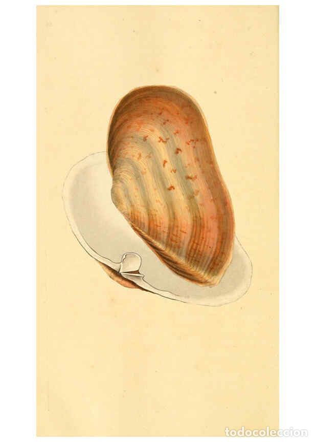 Collection Magazines and Newspapers: Reproducci&oacute;n/Reproduction 6126647855: The natural history of British shells. v.1-3. London :Printed