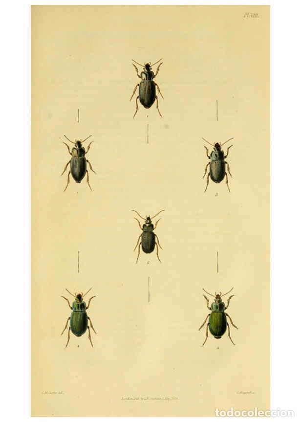 Collection Magazines and Newspapers: Reproducci&oacute;n/Reproduction 6127601662: Illustrations of British entomology. v.5. London:Printed for t