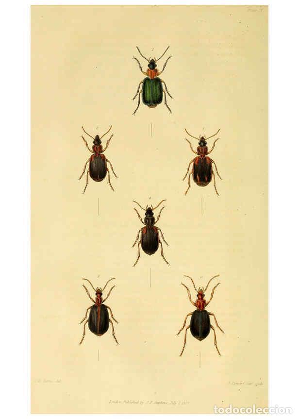 Collection Magazines and Newspapers: Reproducci&oacute;n/Reproduction 6127599834: Illustrations of British entomology. v.5. London:Printed for t