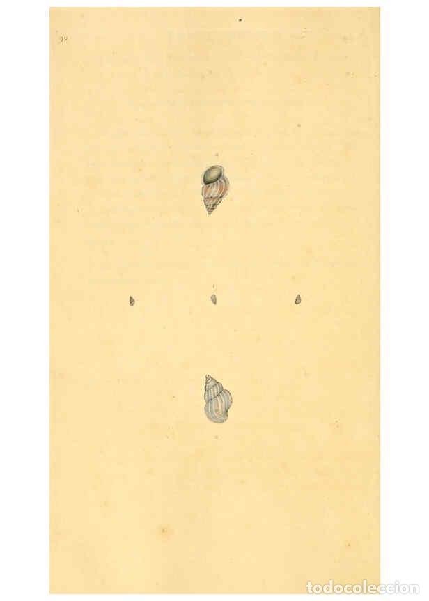 Collection Magazines and Newspapers: Reproducci&oacute;n/Reproduction 6127195816: The natural history of British shells. v.1-3. London :Printed