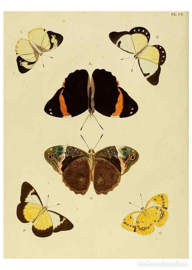 Collection Magazines and Newspapers: Reproducci&oacute;n/Reproduction 6127782768: De uitlandsche kapellen. v.2. A Amsteldam :Chez Barthelmy Wild